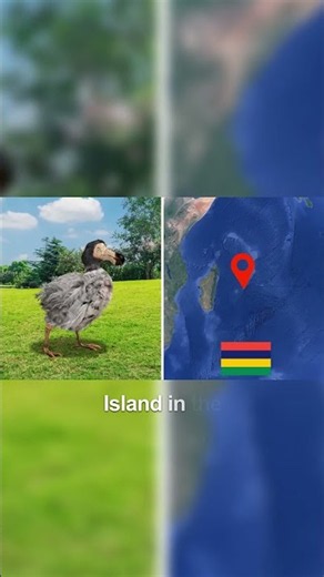 The dodo might not be extinct.