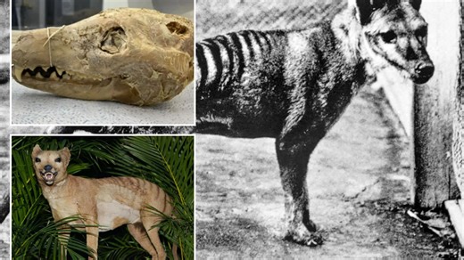 'Putrid' pickled skull found in cupboard could revive famous extinct beast