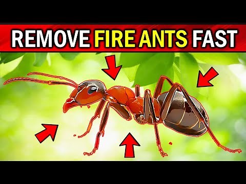 Stop Fire Ants Naturally: Easy Tips (Natural Fire Ants Removal Secrets)