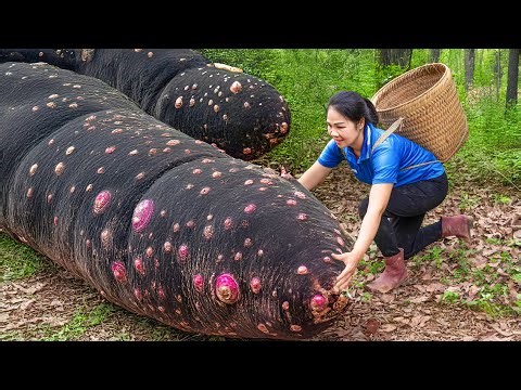 Harvest Anaconda Yam Tuber in Forest and Go to Market Sell | yam found only in the humid forests