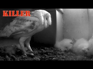 End of a short life. A male barn owl kills the offspring of another....