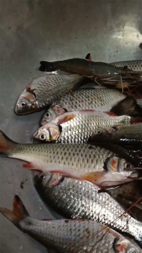 bắt trúng bầy cá sông , Bột kít kít tv family