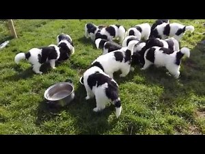 Landseer Newfoundland puppies. 6 weeks old.