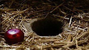 'But, Dad, I heard them. I heard them talking about the smokehouse! He's not your pig...' - Charlotte's Web