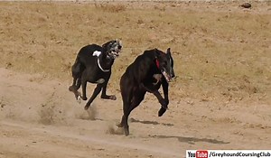 119K views · 8.6K reactions | Greyhound track racing in Pakistan. #GoGreyhoundRacing #RacingSport #Race #Dogs #Animals #Dogvideos #Dogracing | Greyhound Coursing Club | Facebook