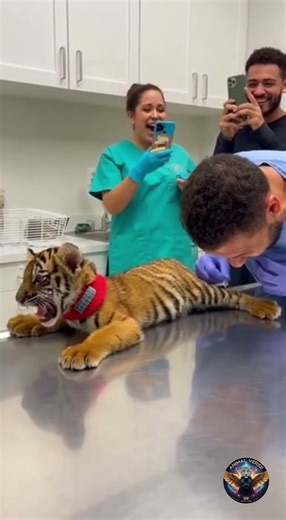 Tiger cub faints dramatically after getting a shot