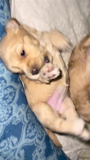 Baby Mila #maltese #poodle