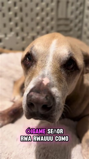Rwa Rwauuus en adopción: ¿Les darías una segunda oportunidad?