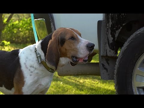 Pro Sport - Competition Coon Hunting