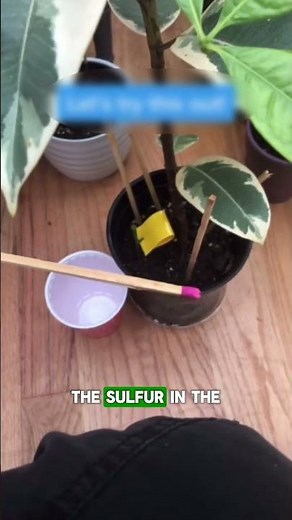 The ONLY Fungus Gnat Trick You Will Ever Need