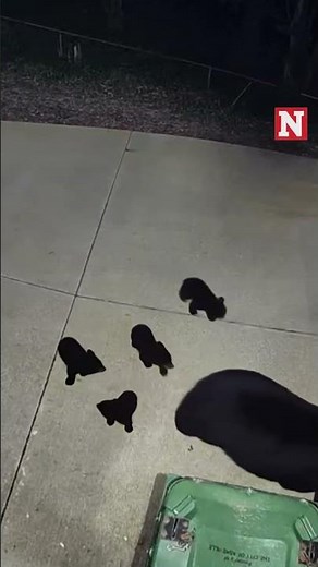 Mama Bear Strolls Through North Carolina Backyard With Cubs