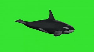 10 Under Water Sea Animals Clip Art Stock Video Footage - 4K and HD Video Clips | Shutterstock