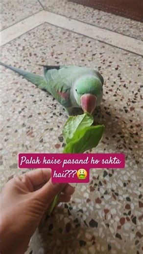 #parrot #feed #animals #birds #rescue #baby #love #cute #viral #explore #nature #flowers #fyp #trend