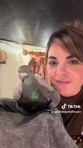 Pigeon Rescue Update: Caring for Disabled Pigeons