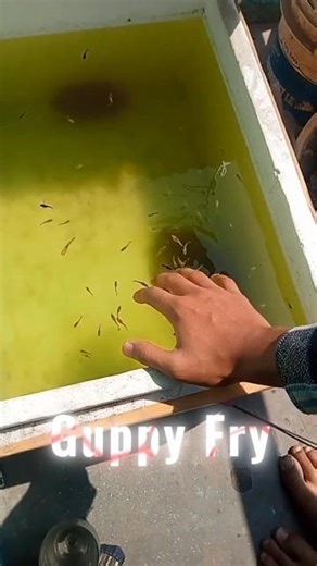 Guppy Fry with Their Parents 🐟 | Cute Baby Fish Growth #shorts