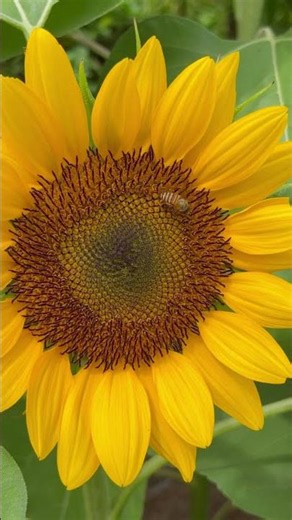 What's SPECIAL about Sunflowers and HONEYBEES?