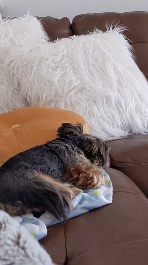 AFVofficial on TikTok