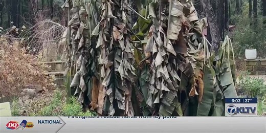 Freezing temperatures take toll on Longview Arboretum