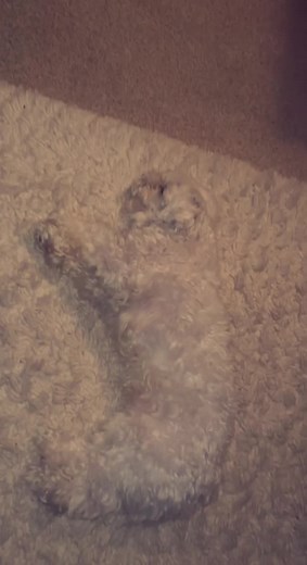 I may have to change my rug. 😂🐶