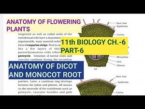 Class 11 Biology|Ch.-6 |Part-6||Anatomy of Dicot & Monocot Root||Study with Farru