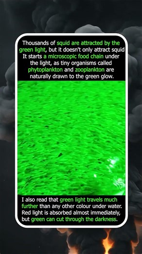 Thousands of Squid Appear in the Ocean