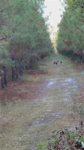 1.7K views · 22 reactions | If every turkey in ware county ended up in a deep fryer on thanksgiving day, it wouldn’t upset me | Robert Pittman | Facebook