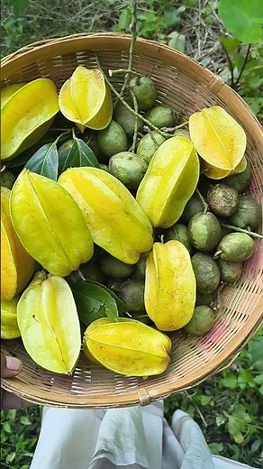 स्टार फ्रूट और जालपाई का अनोखा स्वाद || Exotic Fruits Taste Test Starfruit aur Jalpai #shorts