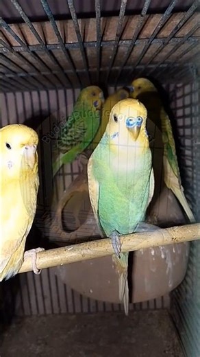 Talking Budgies Playing Around 🗣️🦜 | Funny & Cute! #BugdieLoveNest