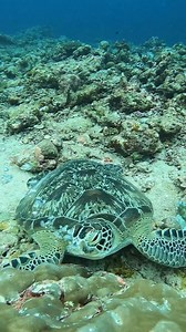 33K views · 2.9K reactions | What do you think this turtle is up to?  Follow our turtle conservation efforts @projectcurma ❤️ Amazing capture by @divingmaldive  . . . . #turtlelovers #redearedslider #photography #diving #babyturtle #cute #turtleofinstagram #tortoisesofinstagram #underwater #travel #petsofinstagram #naturephotography #beach #sulcata #fish #scubadiving #turtletime #tortue #turtletuesday #underwaterphotography | Curma | Facebook