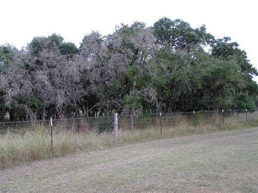 Bee Cave mayor: Spring brings progress, growth and community