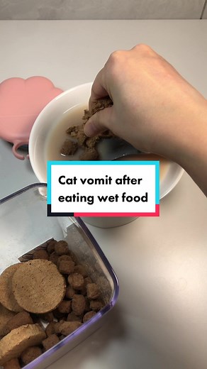 Cat Vomit and Diarrhea from Wet Food: Causes and Solutions