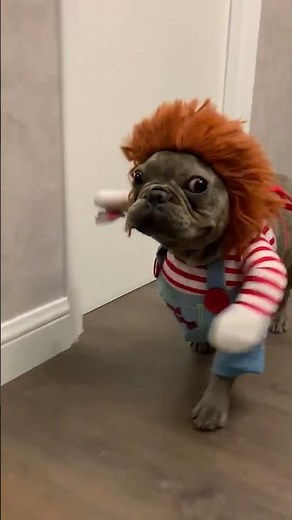 French bulldog dressed as Chucky 😨