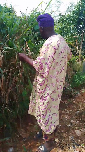 *LECTURE 54A -SIX TYPES OF RABBITS HAY:* 🐰🐰 Fellow breeder's, feeding hay to your rabbit has many benefits. Because It preventing dental issues by keeping their teeth from growing too long, maintaining intestinal health, and providing the right amount of fiber, protein, and other vitamins and minerals. But knowing which hay is the best can be confusing, and you should make sure that the hay you get is high-quality and free from mold, dust, and chemicals. Now..🗣️ The following are the six Best