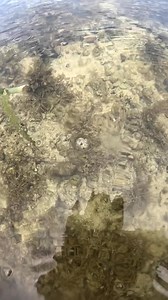 27K views · 443 reactions | Catching female spider shell  #jremiehempinadorubin #seaadventure #spidershell | Jremieh Empinado Rubin | Facebook