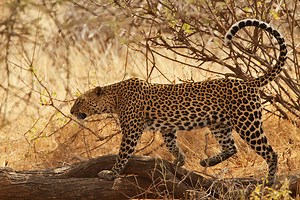 Unterschied zwischen Panther und Leopard - Nachrichten 2026