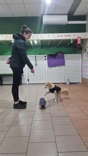 Drools Daycare & Training on TikTok