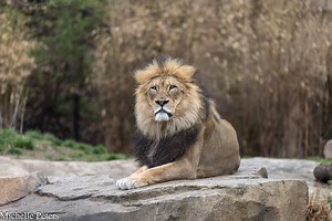 African Lion - Cincinnati Zoo & Botanical Garden