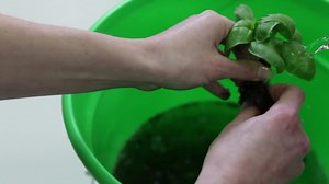 How to Start Seeds & Transplant Seedlings to Your Tower Garden® - Planting Instructions