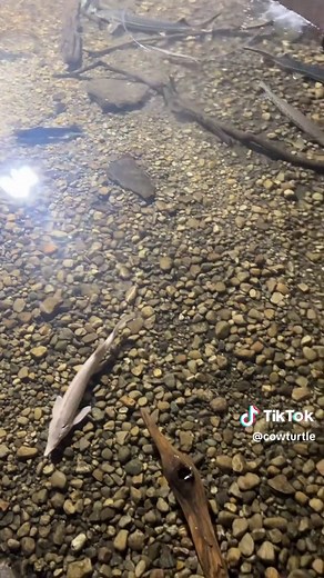 Cow Turtle on TikTok