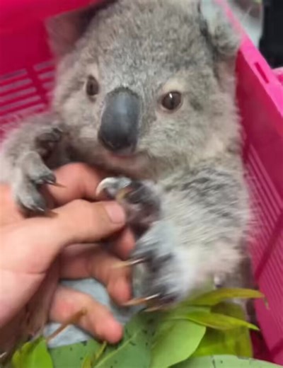 コアラの子どもがかわいい