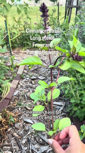 3 Types of Basil to Grow
