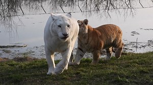Vid #2. At 7 months old male tiger cubs stop squatting to urinate and start spray scenting their territory with their urine, just like the big boys do it. Last week at just 8 months old, King started to put his nose in places that will get a young tiger in trouble. After testing Ginger's scent, he did the classic flehmen response which draws air into the Jacobson's organ. This organ plays a role in the perception of certain scents and pheromones, especially when mating is involved. At first it a