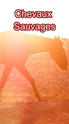 Chevaux sauvages #ChevauxSauvages #Mustangs #Brumbies #Przewalski #Camargue #LibertéÉquine