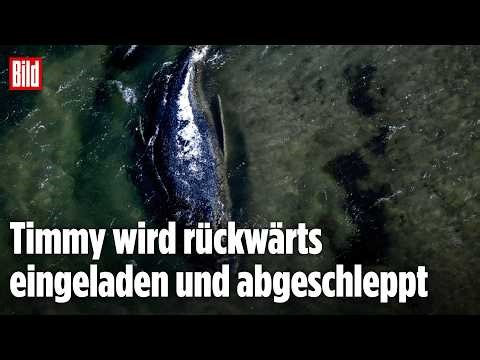 🔴 Tag 27 – Die Rettung vom Ostsee-Wal Timmy geht weiter | BILD LIVE