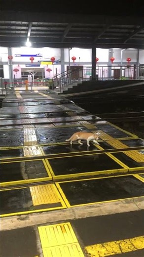 #stasiun #kucing #train #railway teman main di stasiun si oyen . hati hati ya oyen