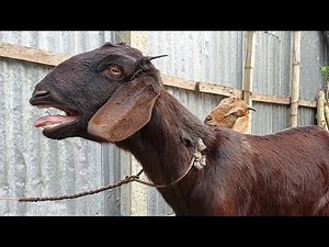 Goat Sounds By Tobibul | Few Goat Baa Baa Sounds In One Video (Animal Sounds)
