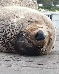 2.5K views · 91 reactions | He's just soaking up the sun! 玲 Check out this seal spotted this afternoon on the Eaglehawk Neck boat ramp, making the most of our 30 seconds of summer! How have you been enjoying today's weather? ☀️ : Ben Duffy | Pulse Tasmania | Facebook