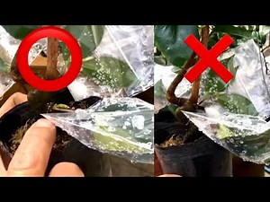 Diospyros rhombus bonsai and camellia bonsai that make branches Are you alive? Dead?・ Yajimaen @