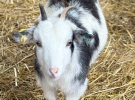Female Young Pygmy Goats for sale and New Born Babies - £200