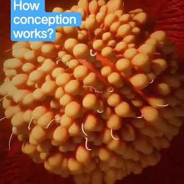 How conception works?